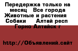 Передержка только на месяц - Все города Животные и растения » Собаки   . Алтай респ.,Горно-Алтайск г.